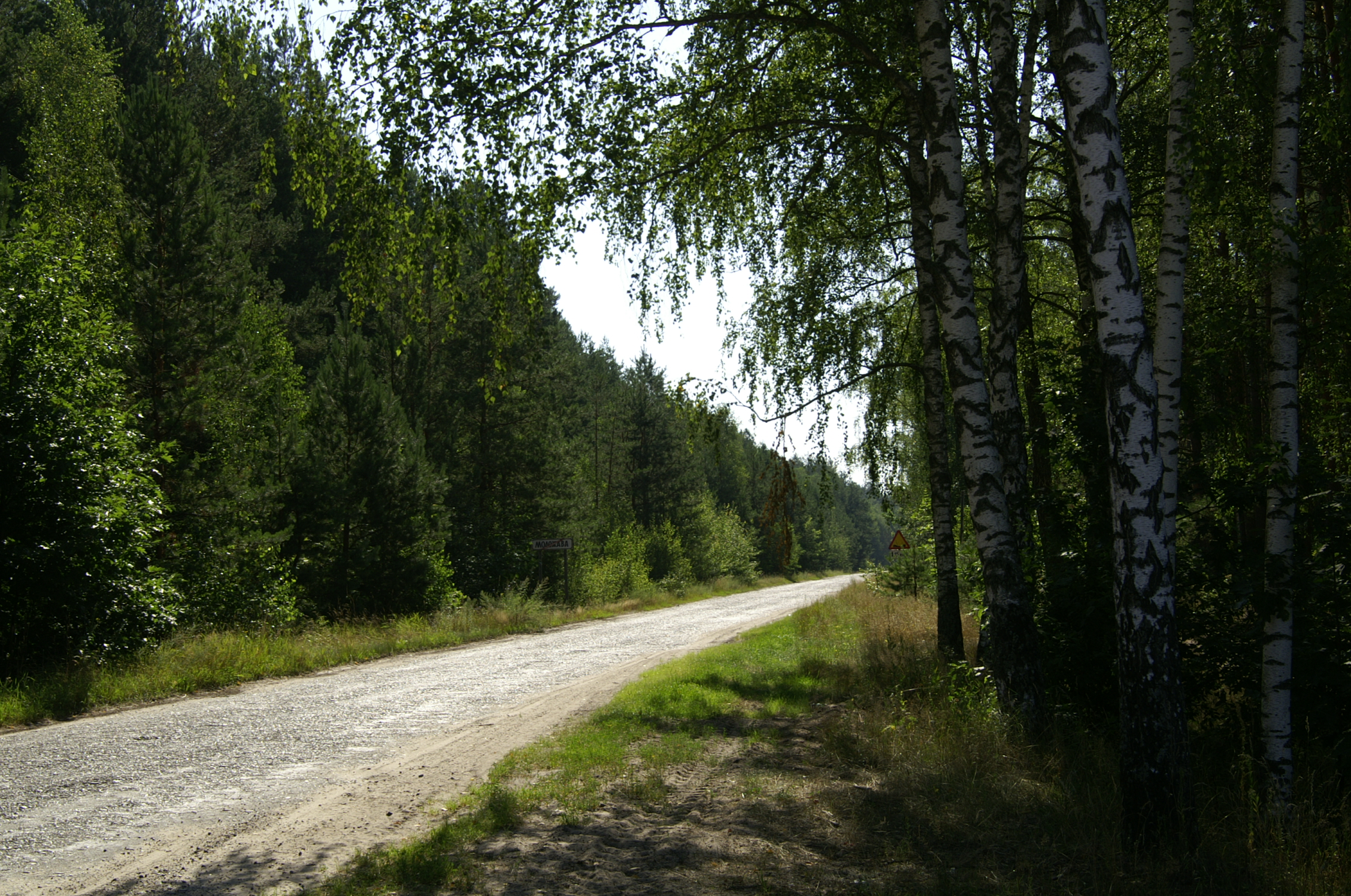 Ліси лісгоспу
